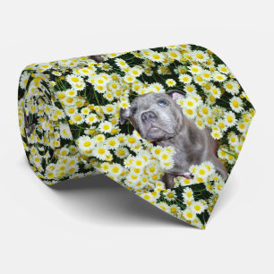 Staffordshire Bull Terrier Puppy In Daisies, Tie