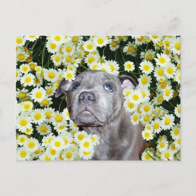 Staffordshire Bull Terrier Puppy In The Daisies, Postcard (Front)