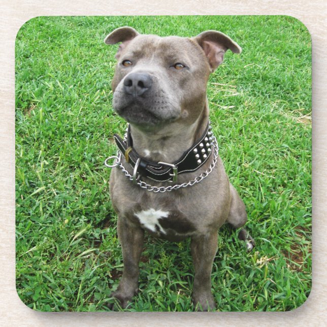 Staffordshire Bull Terrier Sitting At Attention,  Coaster (Front)