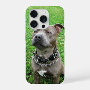 Staffordshire Bull Terrier Sitting At Attention, iPhone 15 Pro Case