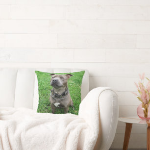 Staffordshire Bull Terrier Sitting At Attention,  Throw Pillow