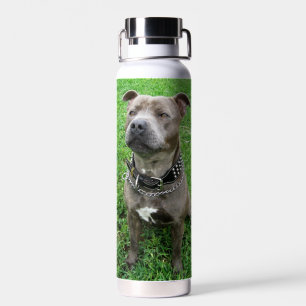 Staffordshire Bull Terrier Sitting At Attention,  Water Bottle