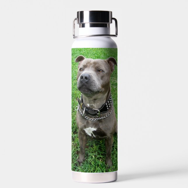 Staffordshire Bull Terrier Sitting At Attention,  Water Bottle (Back)