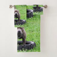 Staffordshire Bull Terrier Temps De Jouer,