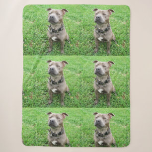 Staffy At Attention, Sherpa Blanket