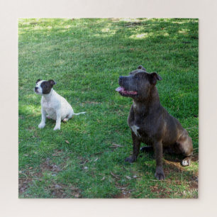 Staffy Dogs Waiting For Treats, Jigsaw Puzzle
