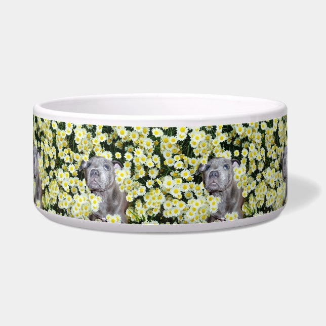 Staffy In The Daisies,  (Front)