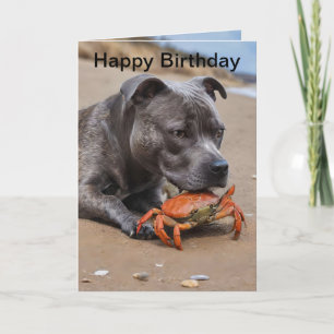 Staffy Is Friends With A Beach Crab, Bday Card