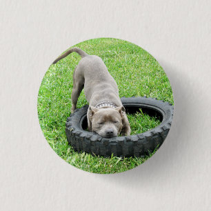 Staffy Play Time, Button Badge.