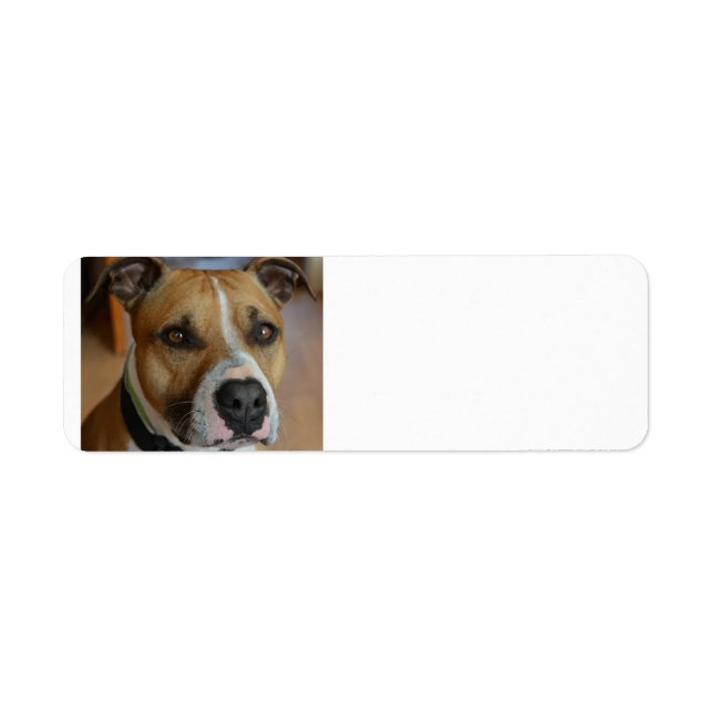 staffy.png (Front)