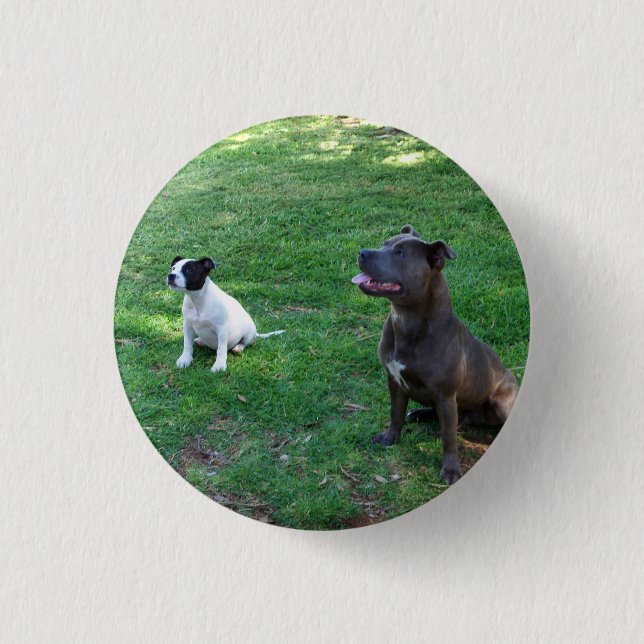 Staffy Treat Time, Small Button Badge. (Front)