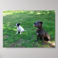 Staffys At Attention,
