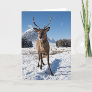 Stag and Mountains Holiday Card