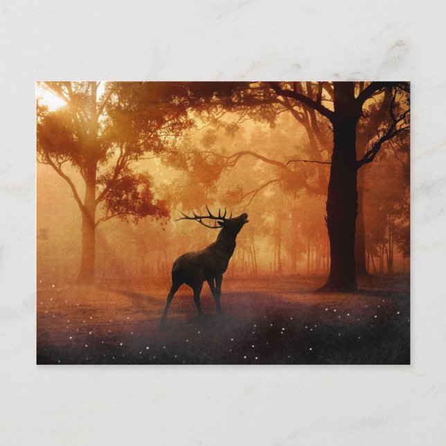 Stag at Sunset Postcard (Front)