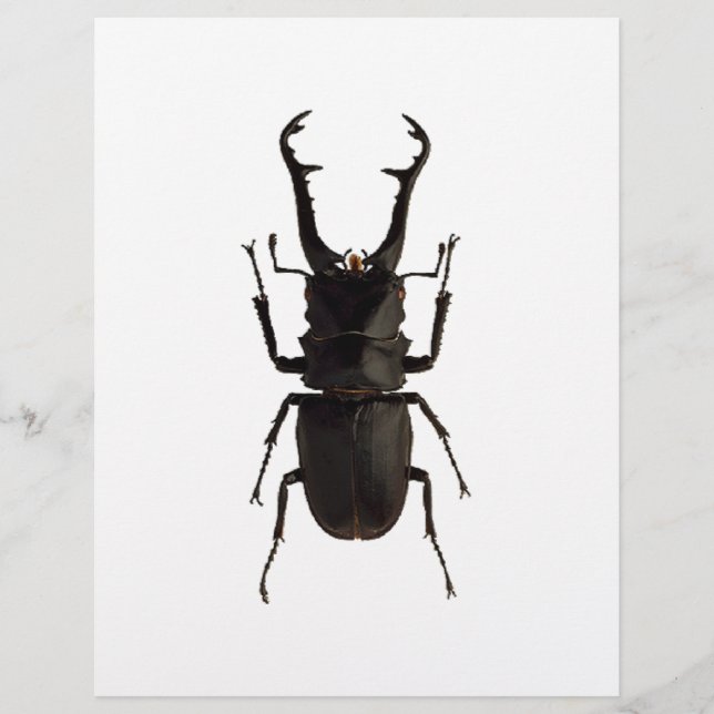 Stag Beetle (Front)