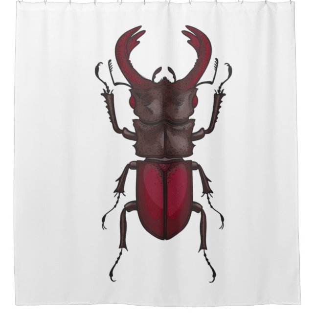 Stag beetle (Front)