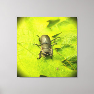 Stag Beetle , Beetles , Bug Canvas Print