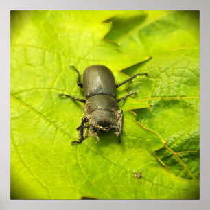 Stag Beetle , Beetles , Bug Poster