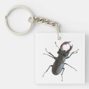 Stag beetle keychain