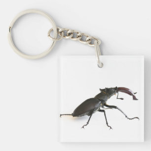 Stag beetle keychain