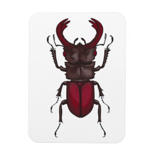 Stag beetle magnet