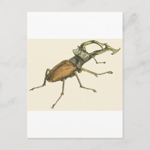 Stag Beetle Postcard