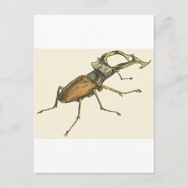 Stag Beetle Postcard (Front)