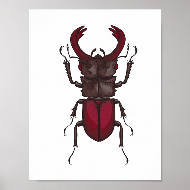 Stag beetle poster (Front)