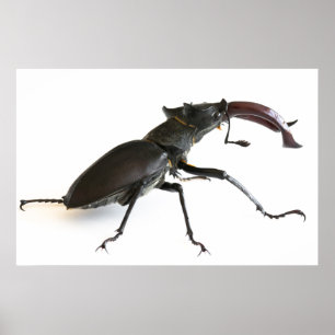 Stag beetle poster