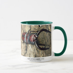 Stag Beetle,Prosopocoilus inclinatus Mug
