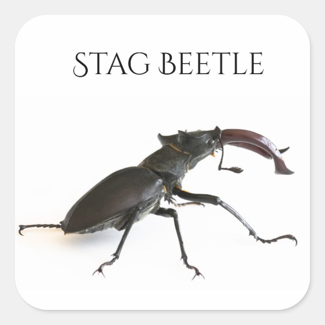 Stag beetle square sticker (Front)