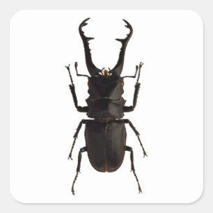 Stag Beetle Square Sticker