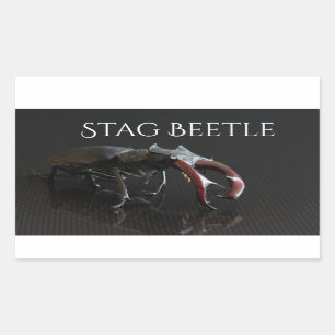 Stag beetle sticker