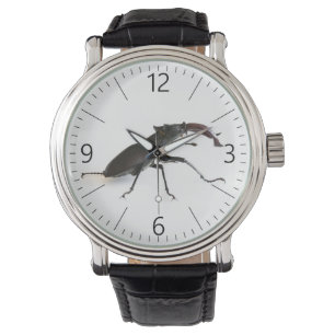 Stag beetle watch