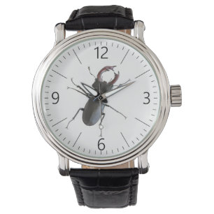 Stag beetle watch