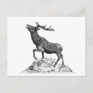 Stag - Blank Postcard