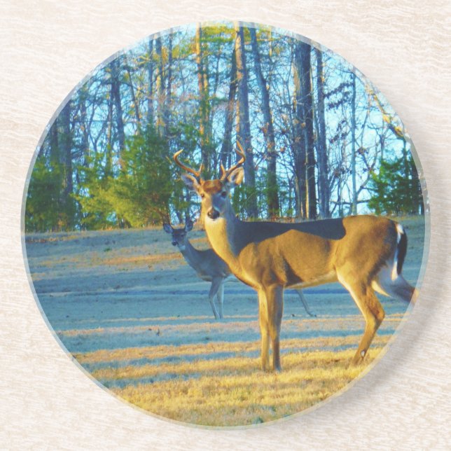 Stag / Buck  Deer, Bright blue Sky Coaster (Front)