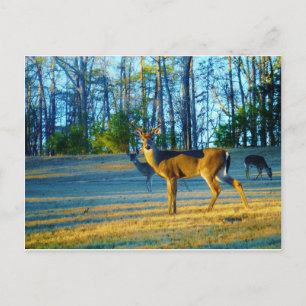 Stag / Buck Deer, Bright blue Sky Postcard