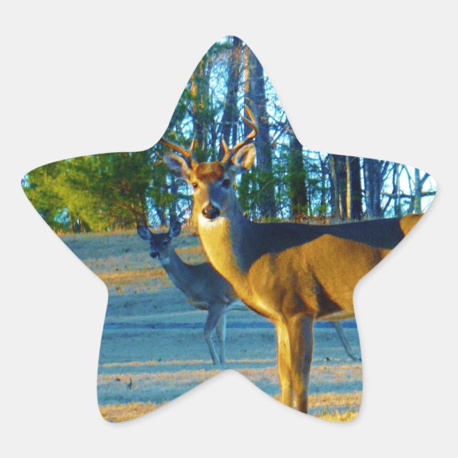 Stag / Buck  Deer, Bright blue Sky Star Sticker (Front)