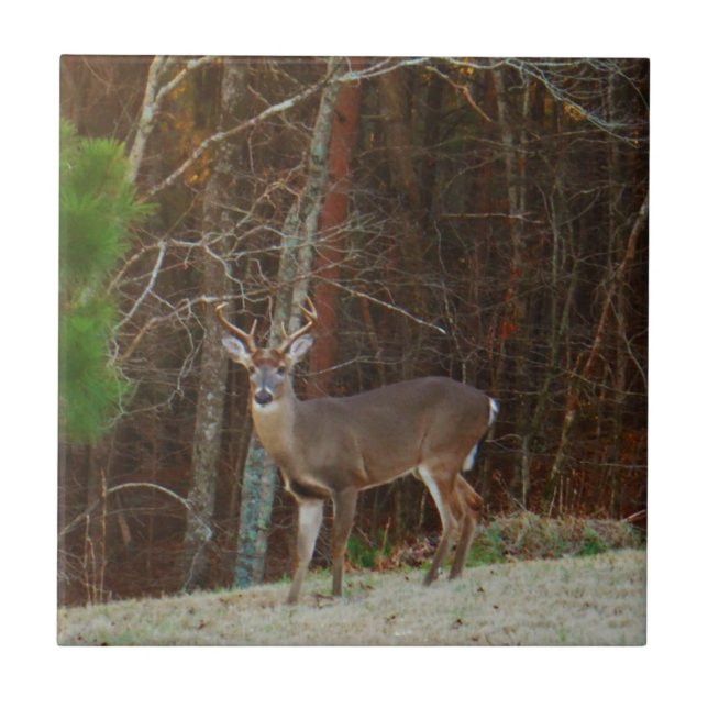 Stag / Buck  Deer Oak Camouflage Tile (Front)