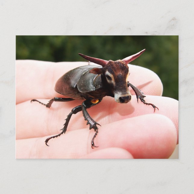 Stag bull postcard (Front)