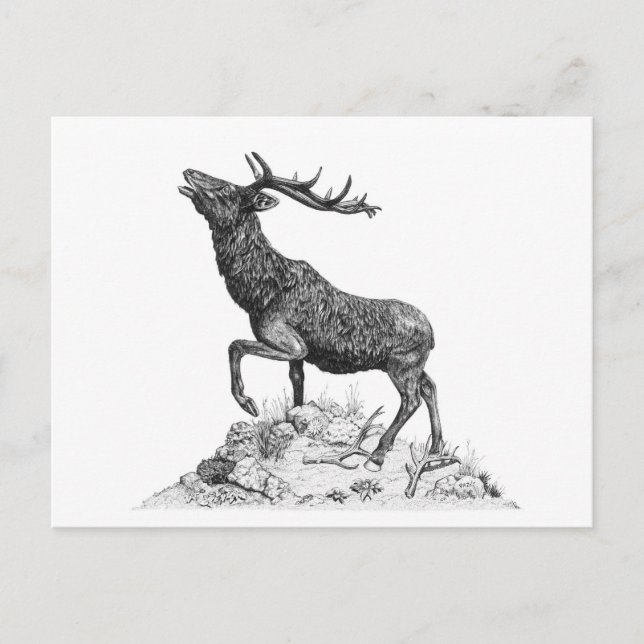 Stag - Carte postale vide (Devant)