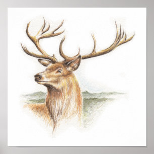 Stag Deer Print