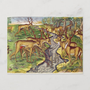 Stag Hunt, from 'Brevis Narratio' Postcard