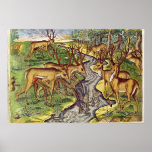 Stag Hunt, from 'Brevis Narratio' Poster