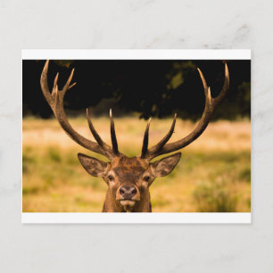 stag of richmond park postcard