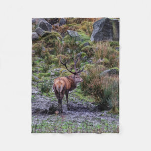stag  photograph blanket