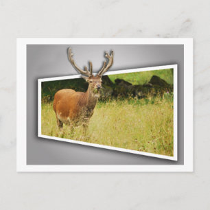 Stag Postcard