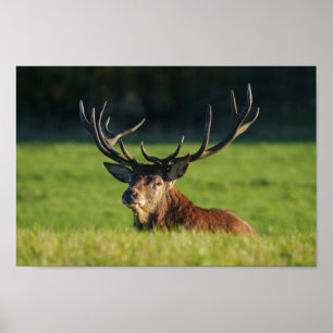 Stag Resting In The Green Grass Poster