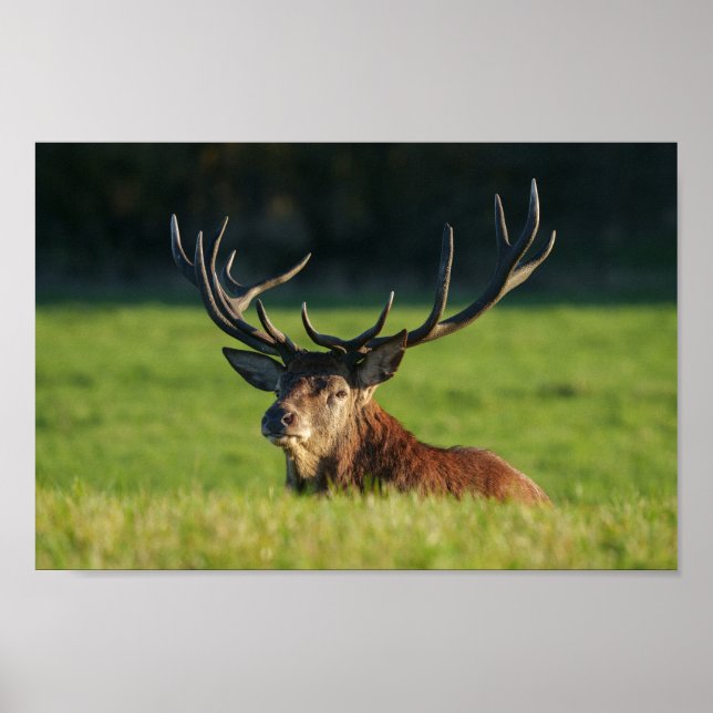 Stag Resting In The Green Grass Poster (Front)
